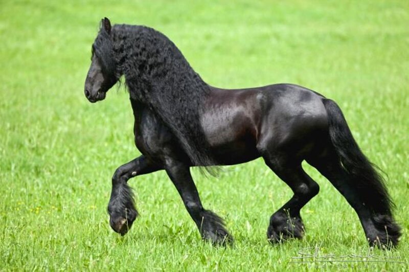 Black Friesian Horse — Green, Calm
