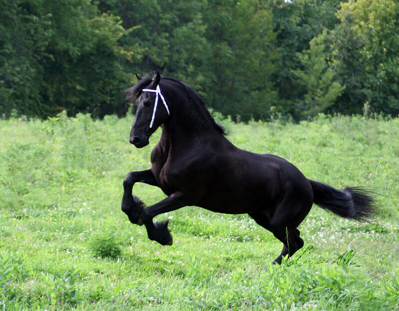 Black Friesian Horse — Green, Dynamic, Afternoon