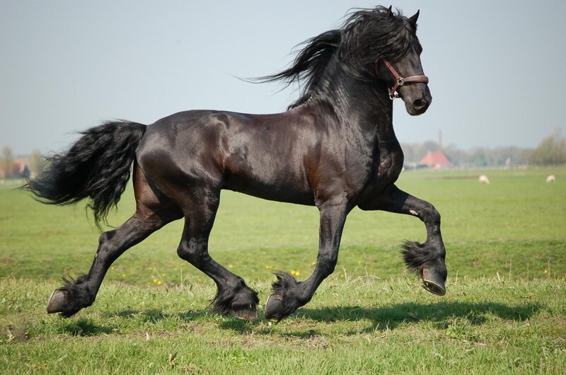 Black Friesian Horse — Green, Dynamic