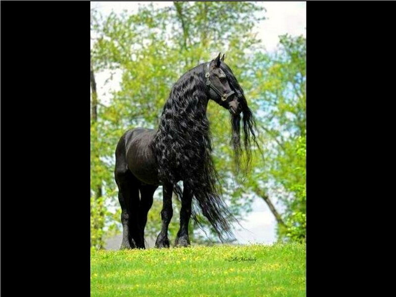 Black Friesian Horse — Green, Serene