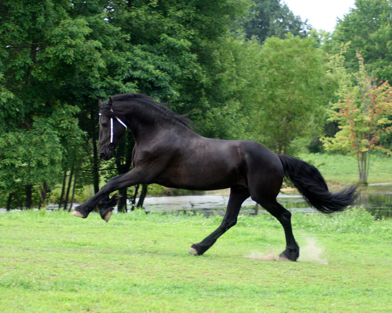 Black Friesian Horse — Green