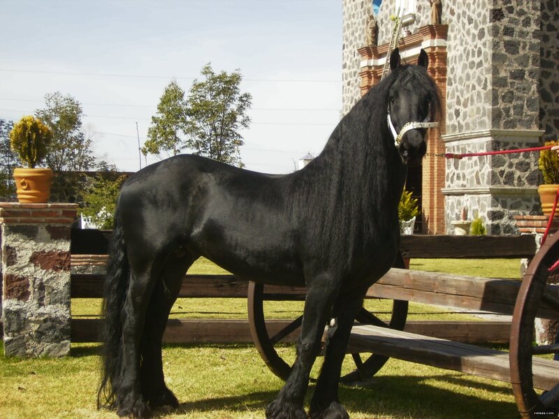 Black Friesian horse in a courtyard