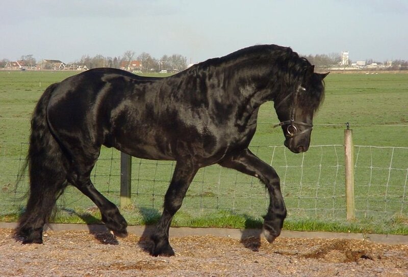 black friesian horse in field