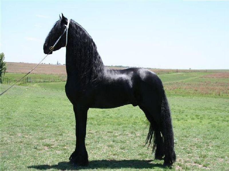 black friesian horse in field