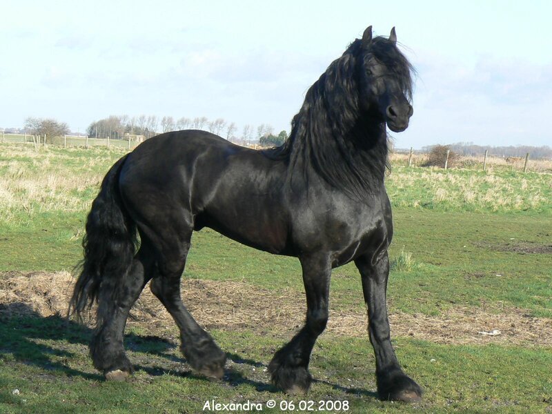 black friesian horse in field