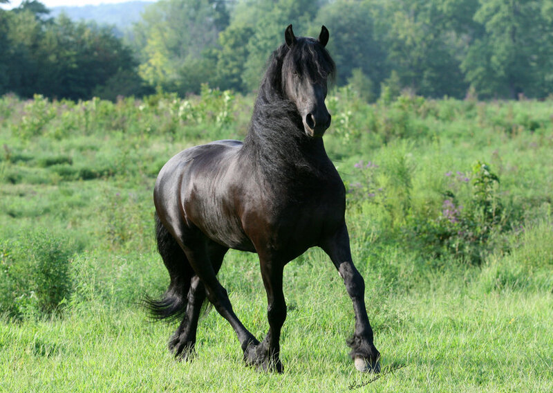 black friesian horse in field