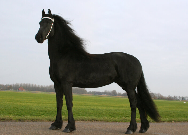 black friesian horse in field