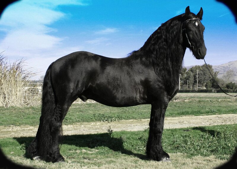 black friesian horse in field