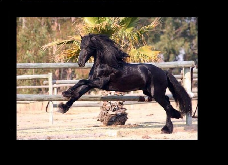 Black Friesian horse in motion