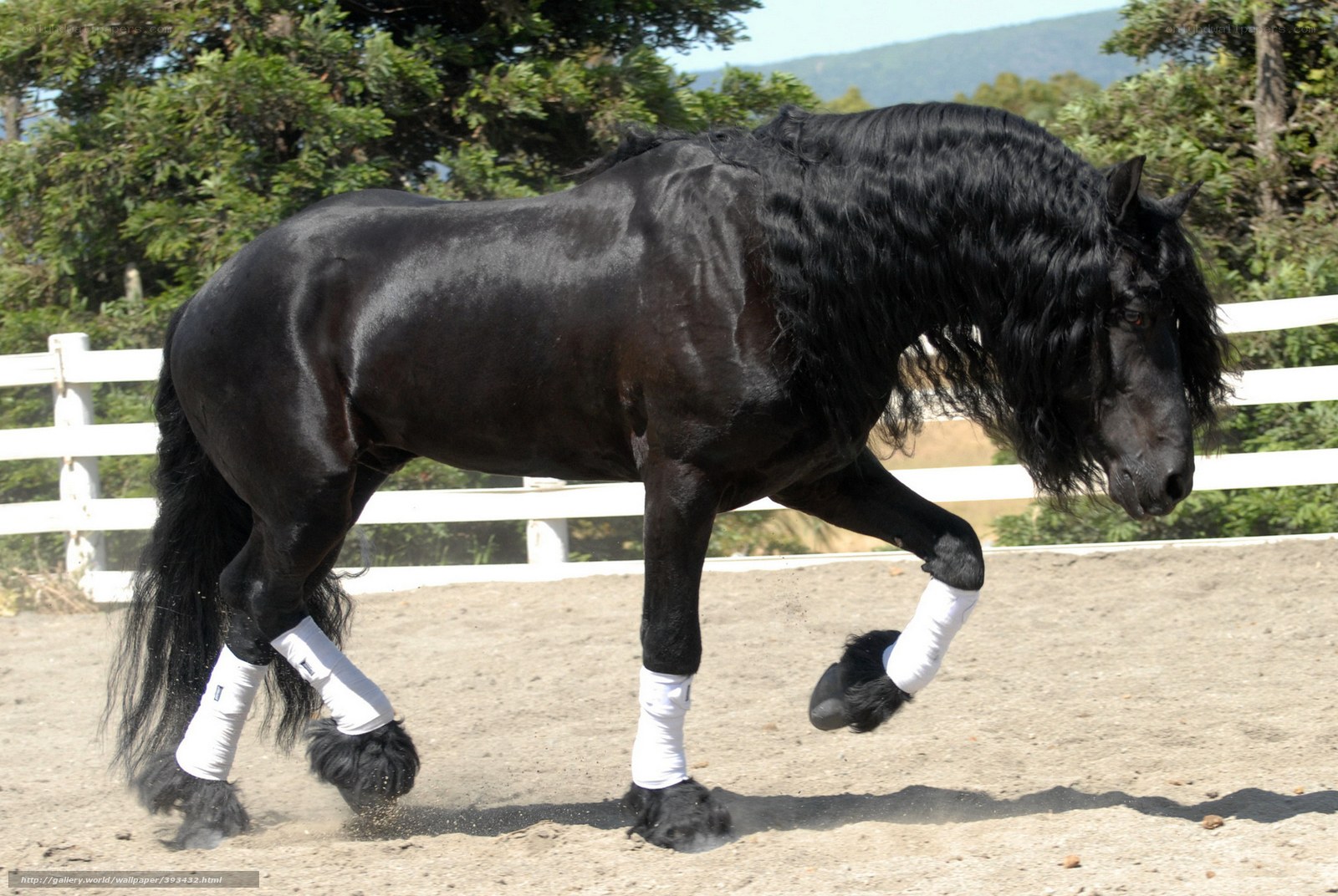 Black Friesian horse in motion