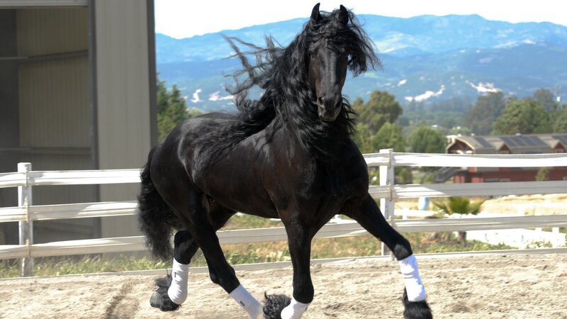 black friesian horse in motion
