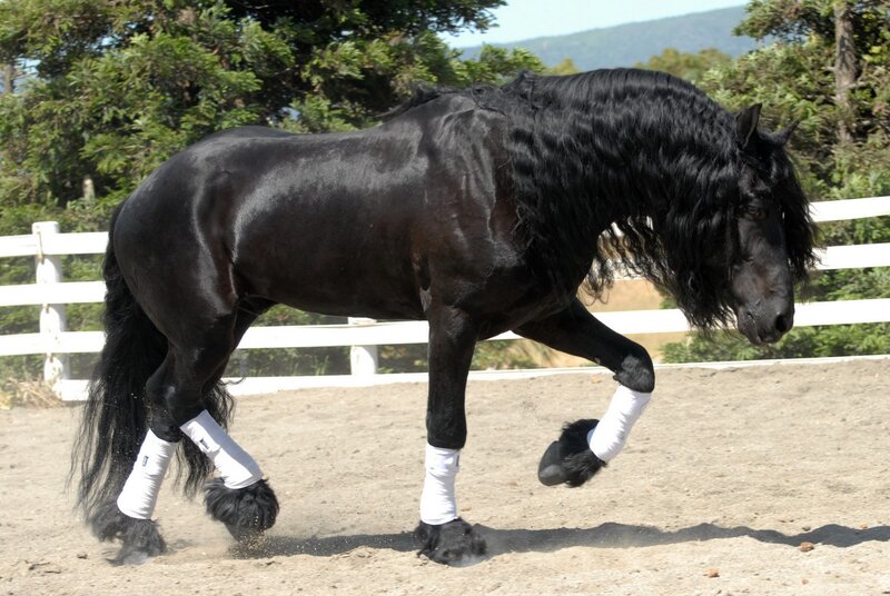 black friesian horse in motion