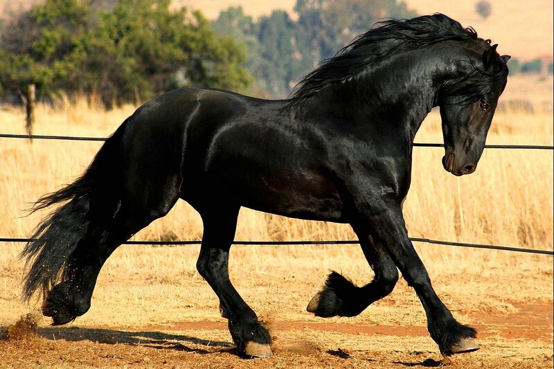 Black Friesian horse in motion