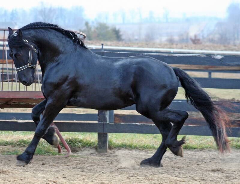 black friesian horse in motion