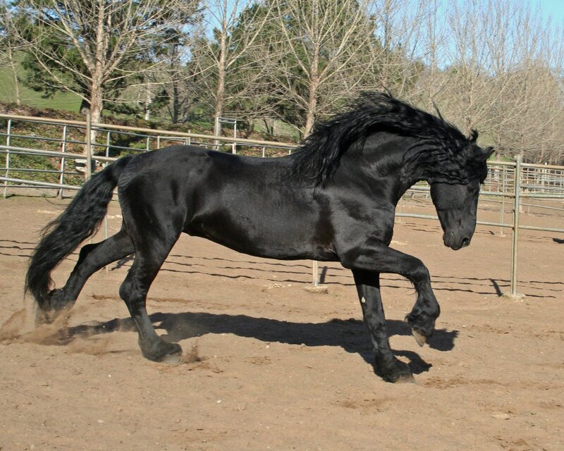 Black Friesian horse in motion