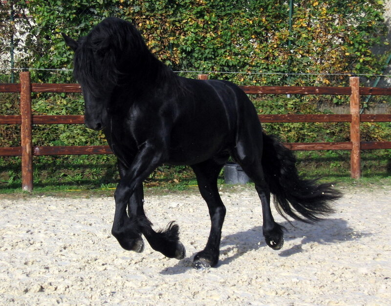 Black Friesian horse in motion