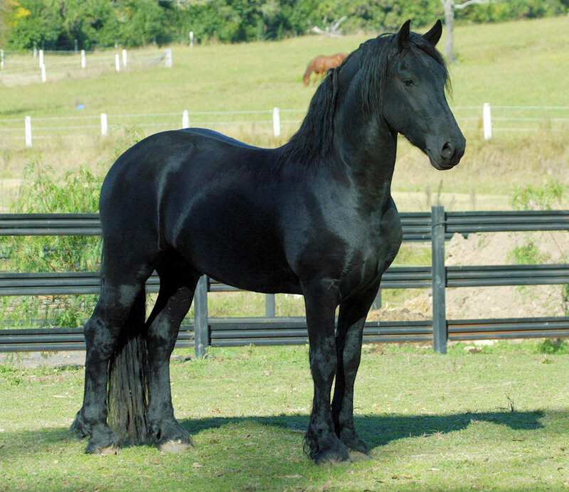 black friesian horse in pasture