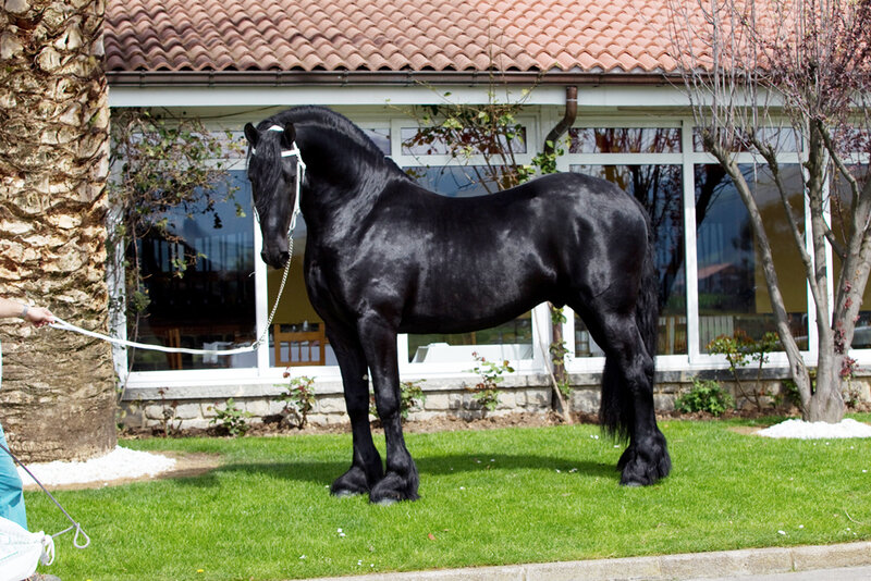 black friesian horse on grass