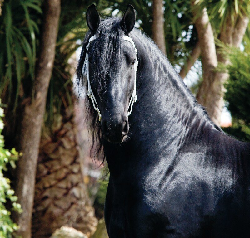 black friesian horse portrait