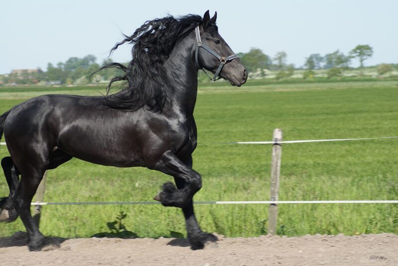 black friesian horse running