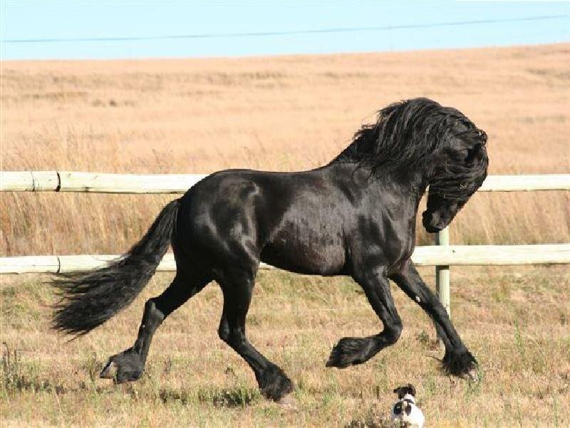 black friesian horse running