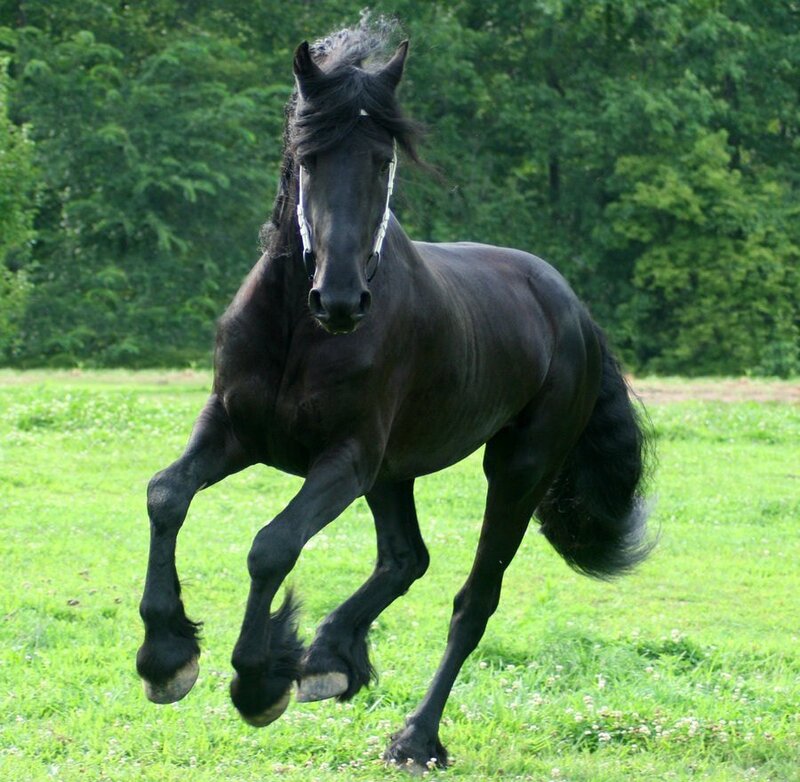 black friesian horse running
