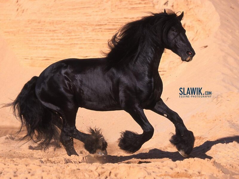 Black Friesian horse running