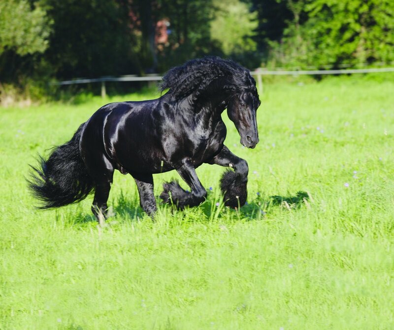 Black Friesian horse running