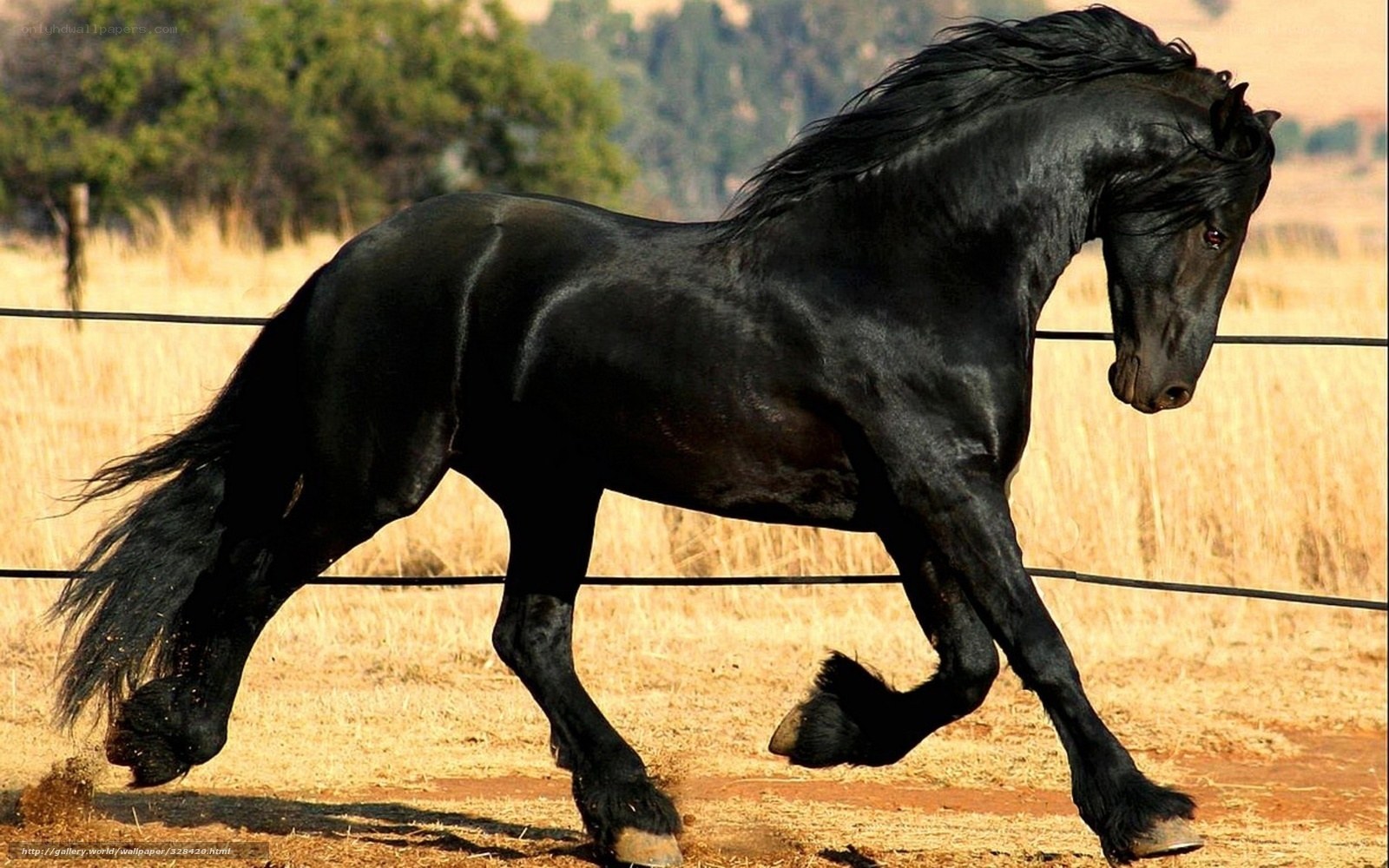 Black Friesian horse running