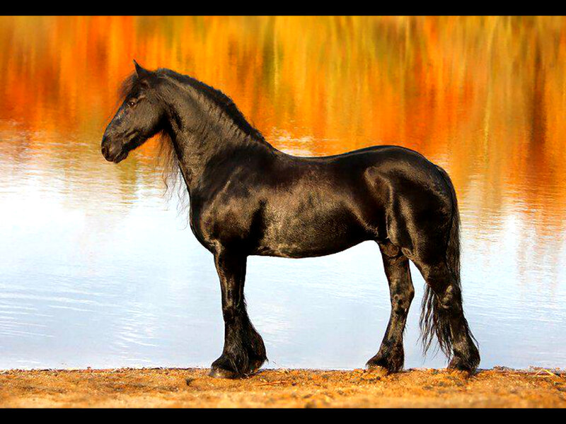 Black Friesian Horse — Serene, Sunset