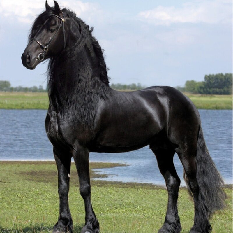 Black Friesian Horse — Serene