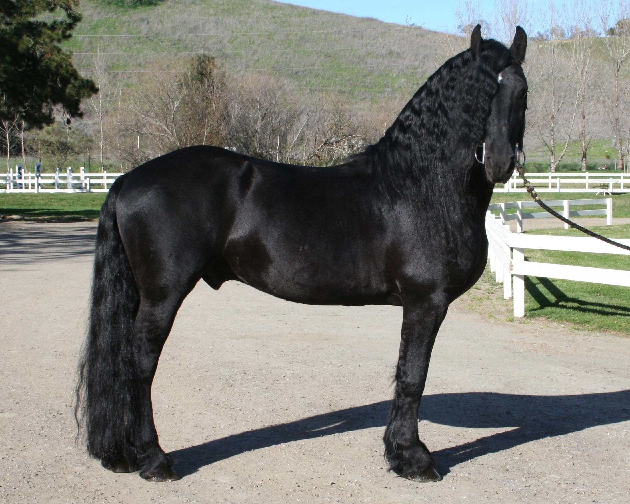 black friesian horse standing