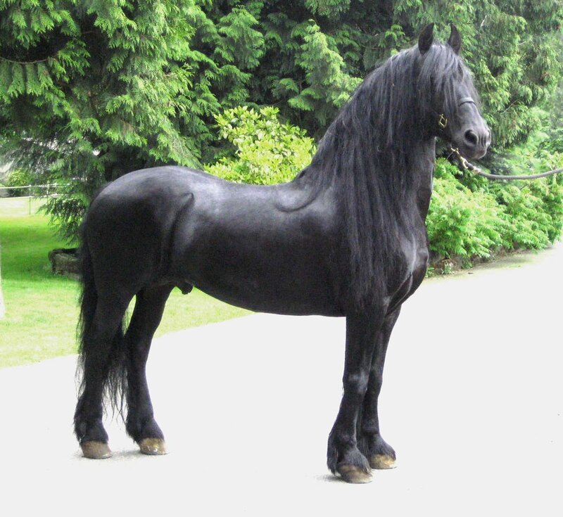 black friesian horse