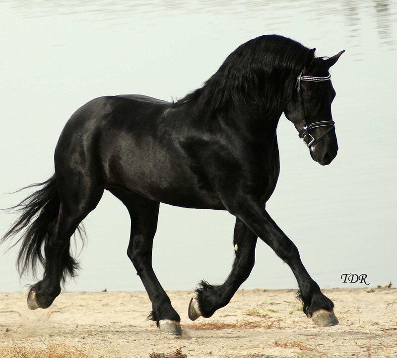 black friesian horse trotting