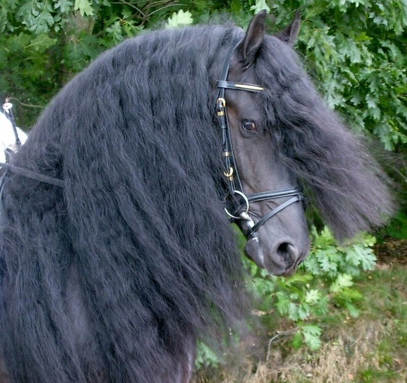 black friesian horse with long mane