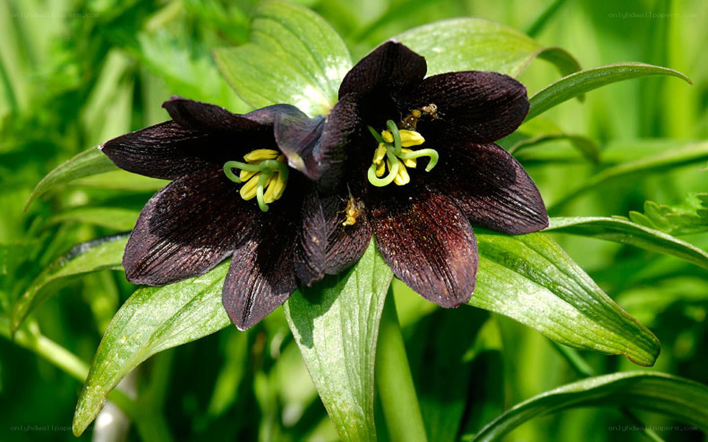 Black fritillary flower
