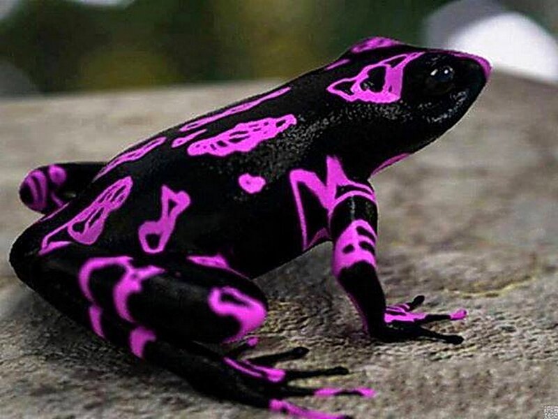 Black Frog with Pink Patterns