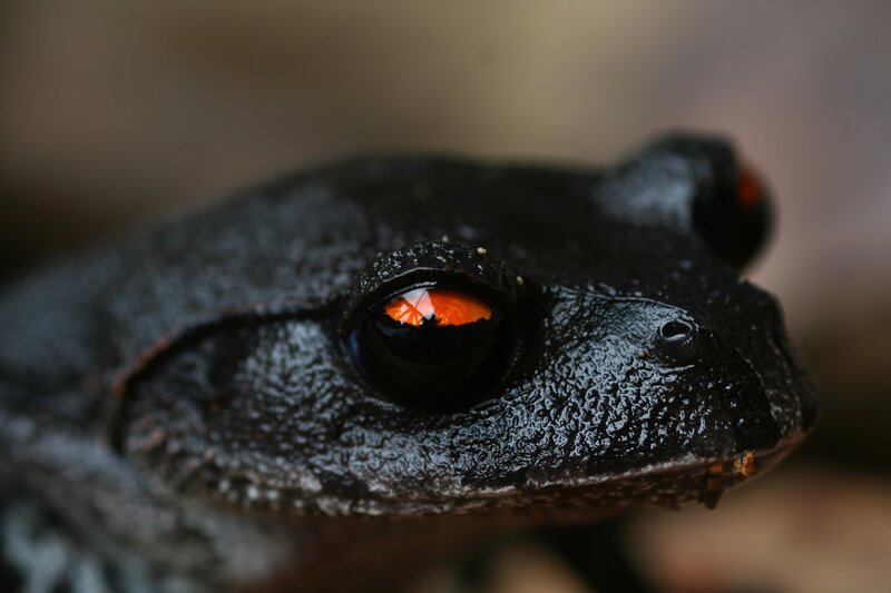 Black Frog with Red Eyes