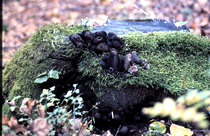 Black Fungi on Moss