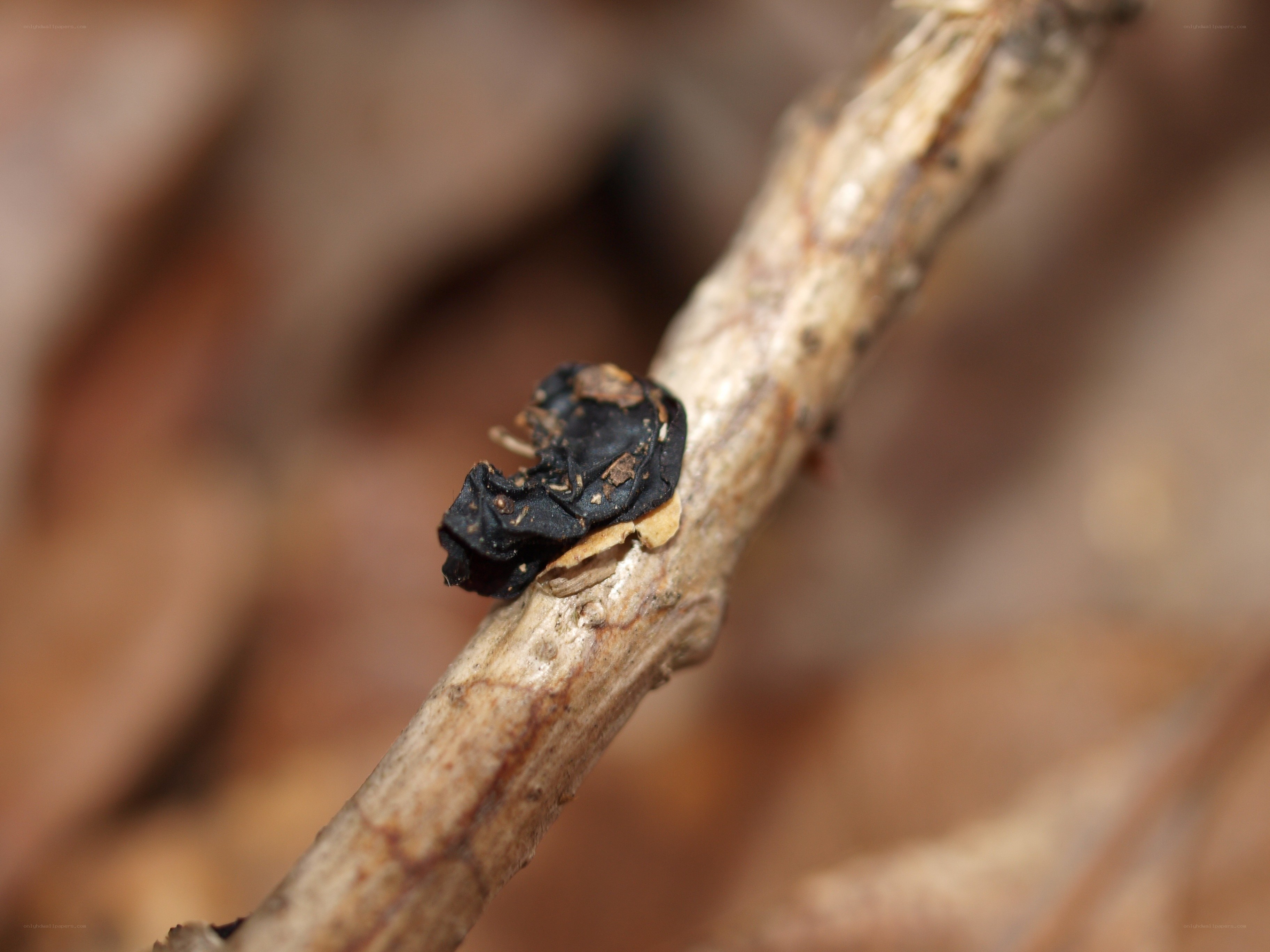 Black fungus on a twig