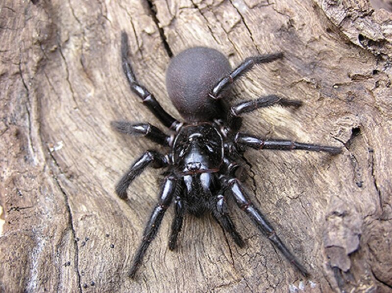 Black Funnel-web Spider — Neutral