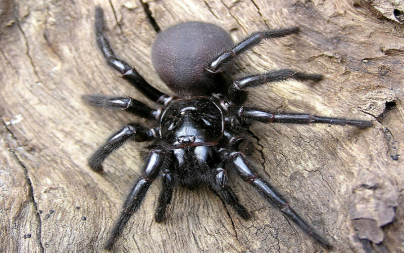 Black Funnel-web Spider