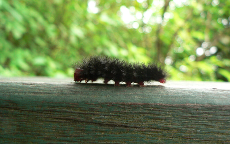 Black Furry Caterpillar