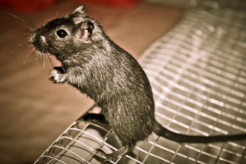 black gerbil on wire mesh