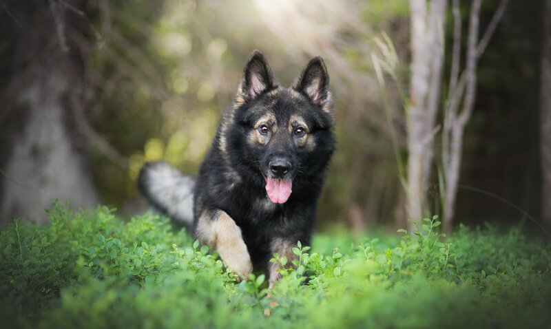 Black German Shepherd — Active