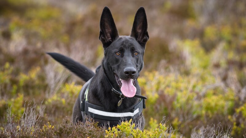 Black German Shepherd — Alert