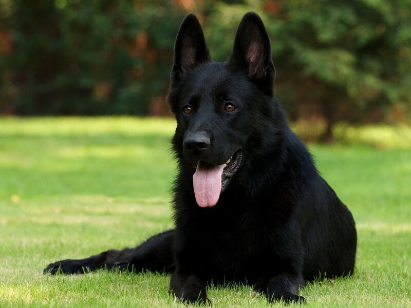 Black German Shepherd — Calm, Afternoon, Photograph, Grass