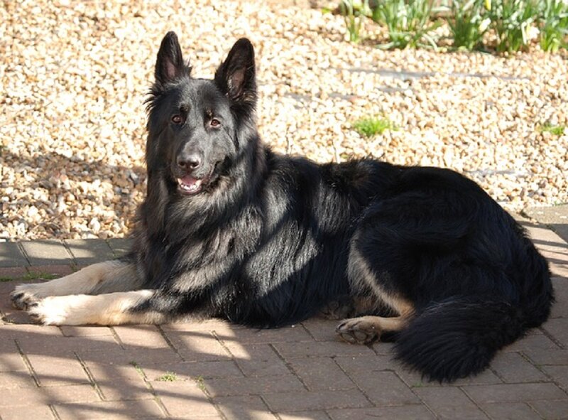 Black German Shepherd — Calm, Afternoon, Photograph, Pavement