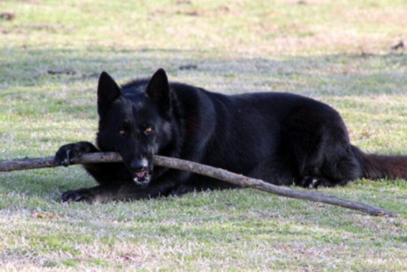 Black German Shepherd — Calm, Afternoon, Photograph