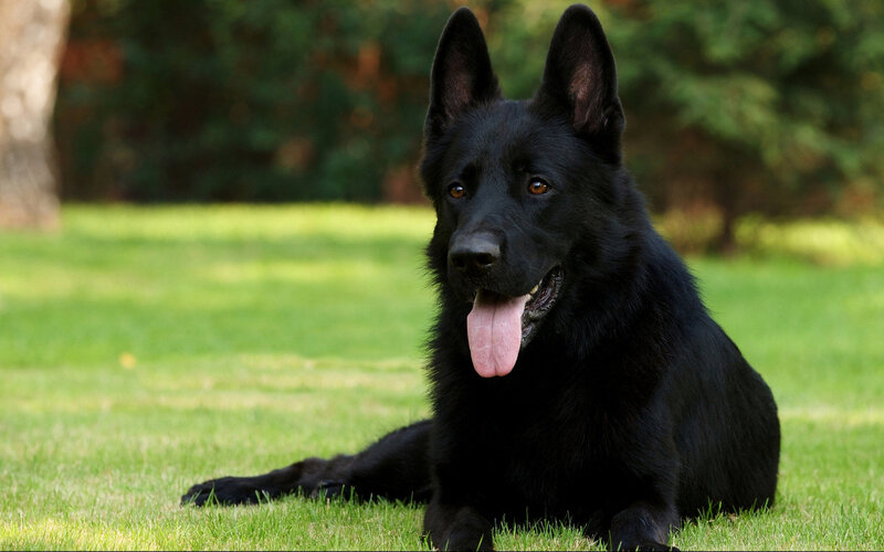Black German Shepherd — Calm